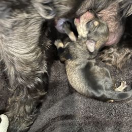 Miniature Schnauzer Puppies from CKM Miniature Schnauzers