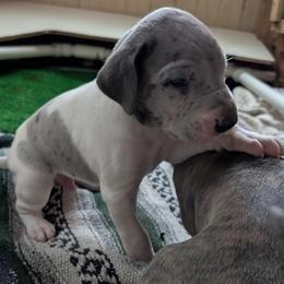 Pi - Merlequin male Great Dane puppy in Turon, Kansas from RCM Great Danes