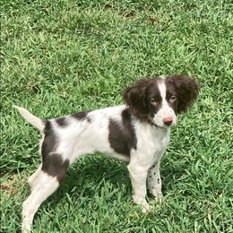 Girl 4 - Liver and white female Brittany puppy in Rhoadesville, Virginia from HOMESCHOOLED BRITTANYS LLC