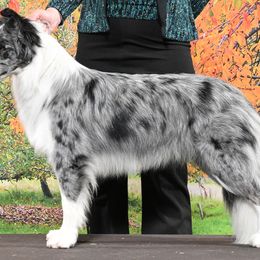 Delilah - Border Collie