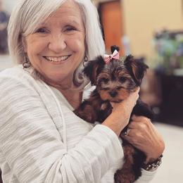 Yorkshire Terrier Puppies from Port City Yorkies LLC