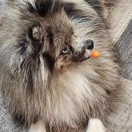 Boots - Pomeranian