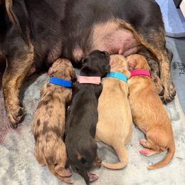Dachshund puppies from Rainy Day Dachshunds