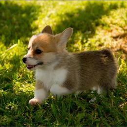 Sweet Pie - White and red female Pembroke Welsh Corgi puppy in Williams, California from Half Hitch Corgis