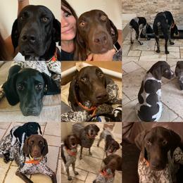 German Shorthaired Pointer Puppies from Alvarado Farm Kennels, LLC