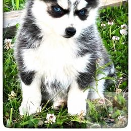 Pomsky Puppies from Foxfire Arctic Spitz