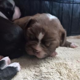 Haggerty - Big Red Boy - Red male Boston Terrier puppy in Hamilton, Montana from Reds Studio