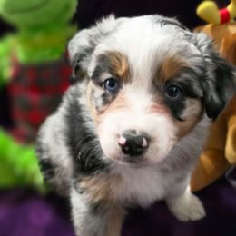 Laramie (Sundown) - Blue merle female Australian Shepherd puppy in Smithfield, Utah from Invictus Farms