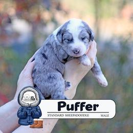 Puffer - Blue merle and white male Sheepadoodle puppy in Cleveland, Tennessee from Narrow Path Old English & Sheepadoodles