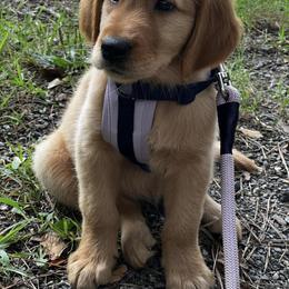 Golden Retriever Puppies from Clover Creek Goldens