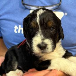 Woody - Tri-color male Bernedoodle puppy in Ferguson, North Carolina from Elevated Standards NC