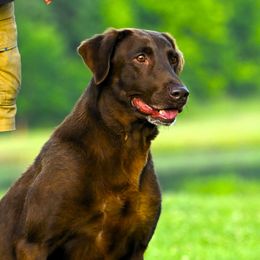 Dixie - Labrador Retriever