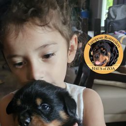 El Maximo - Black and mahogany male Rottweiler puppy in Von Ormy, Texas from Haus of ZOA