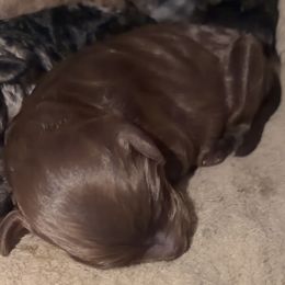 Dustin - Chocolate male Goldendoodle puppy in Eureka, California from North Coast Doodles