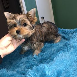 Yorkshire Terrier Puppies from Mountain Magic Yorkies