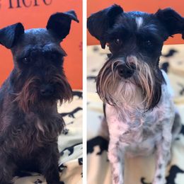 Miniature Schnauzers from Spring Brook Resort
