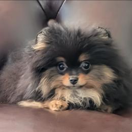 Bibi (Micro Pom- 2.2lbs) - Black and tan parti female Pomeranian puppy in Fultonville, New York from Sandy Aussies, Mini Dachshunds & Pomeranians