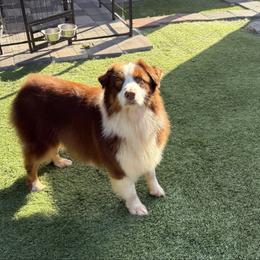 Rose - Red tri-color female Australian Shepherd puppy in Lakewood, California from Cloud Nine Kennel