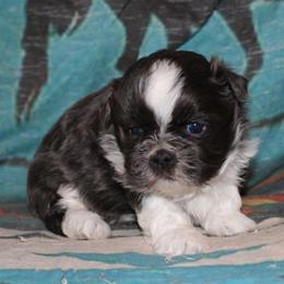 Blue and white boy - Blue and white male Shihpoo puppy in Newark, Ohio from Gemini Kennels