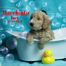 Macchiato RED COLLAR  Boy    3500 - Apricot male Goldendoodle puppy in Corona, California from Fluffy Puppy Mini Doodles LLC