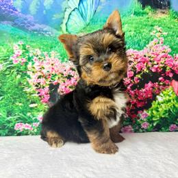 2000 Charlie (small) - Black and tan male Yorkshire Terrier puppy in Douglas, Georgia from South Georgia Yorkies and Biewers