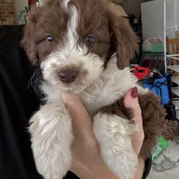 Lark - Red tri-color female Aussiedoodle puppy in Four Oaks, North Carolina from RoseWest Farms