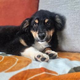 Snickers - Black tri male Miniature Australian Shepherd puppy in Killen, Alabama from Wilkers Wholehearted Mini Aussies