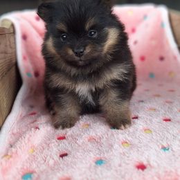 Angela - Black and tan female Pomeranian puppy in Oologah, Oklahoma from GG's Pomeranians