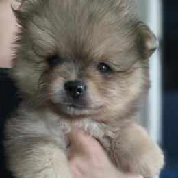 Pomeranian Puppies from Itty bitty friends