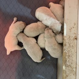 Golden Retriever Puppies from Halcyon Kennels