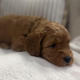 Rowan - Black Collar Boy - Red  male Goldendoodle puppy in Pleasant Hill, Iowa from Harvest Creek