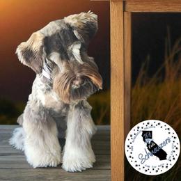 Koah - Miniature Schnauzer