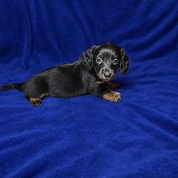 Gentry - Black and tan male Dachshund puppy in Richmond, Virginia from Paw Prints