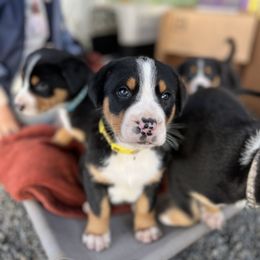 Greater Swiss Mountain Dog Puppies from Woodland Swissie’s