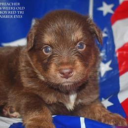 Preacher - Red tri male Miniature Australian Shepherd puppy in Patterson, North Carolina from DreamLine Aussies