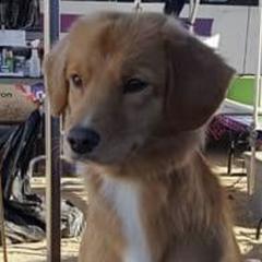 Chesapeake Bay Retrievers, Collies, and Nova Scotia Duck Tolling Retrievers from Dovecreek Chesapeake Bay retrievers