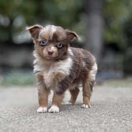 Jason - Red merle male Toy Australian Shepherd puppy in North Lakeport, California from Wild Rose Ranch