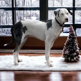 Cece - Catahoula Leopard Dog