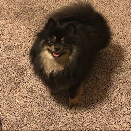 Sasha - Pomeranian
