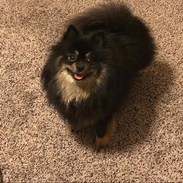 Sasha - Pomeranian