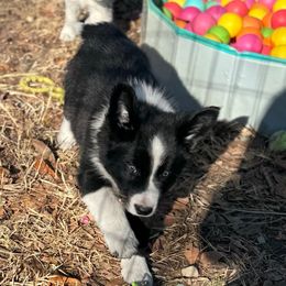 Dancer - Black male Border Collie puppy in Erwin, North Carolina from Herd That Farms
