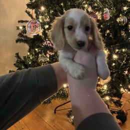Dachshund puppies from White Oak Kennels
