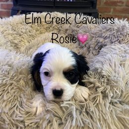Cavalier King Charles Spaniel Puppies from Elm Creek Cavaliers