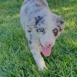 Samson - Blue merle male Miniature Australian Shepherd puppy in California from Eagle River Aussies