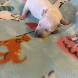 Cream boy - Cream male Dachshund puppy in Ocala, Florida from Harvin’s Weenie Gang