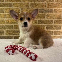 Yellow female - Red female Pembroke Welsh Corgi puppy in Mcarthur, Ohio from Bentley Corgis LLC