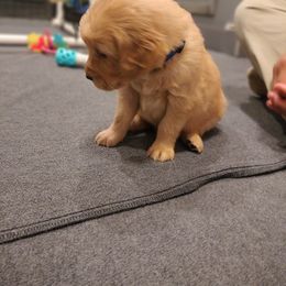 Boy 2 - Blue - Dark golden male Golden Retriever puppy in North Logan, Utah from Twin Canyon Retrievers