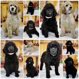 Poodle Puppies from Outlaw Canines