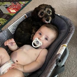 Dachshund Puppies from A&R Dachshund