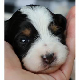 Cavalier King Charles Spaniel and Cavapoo Puppies from Simply Sweet Paws